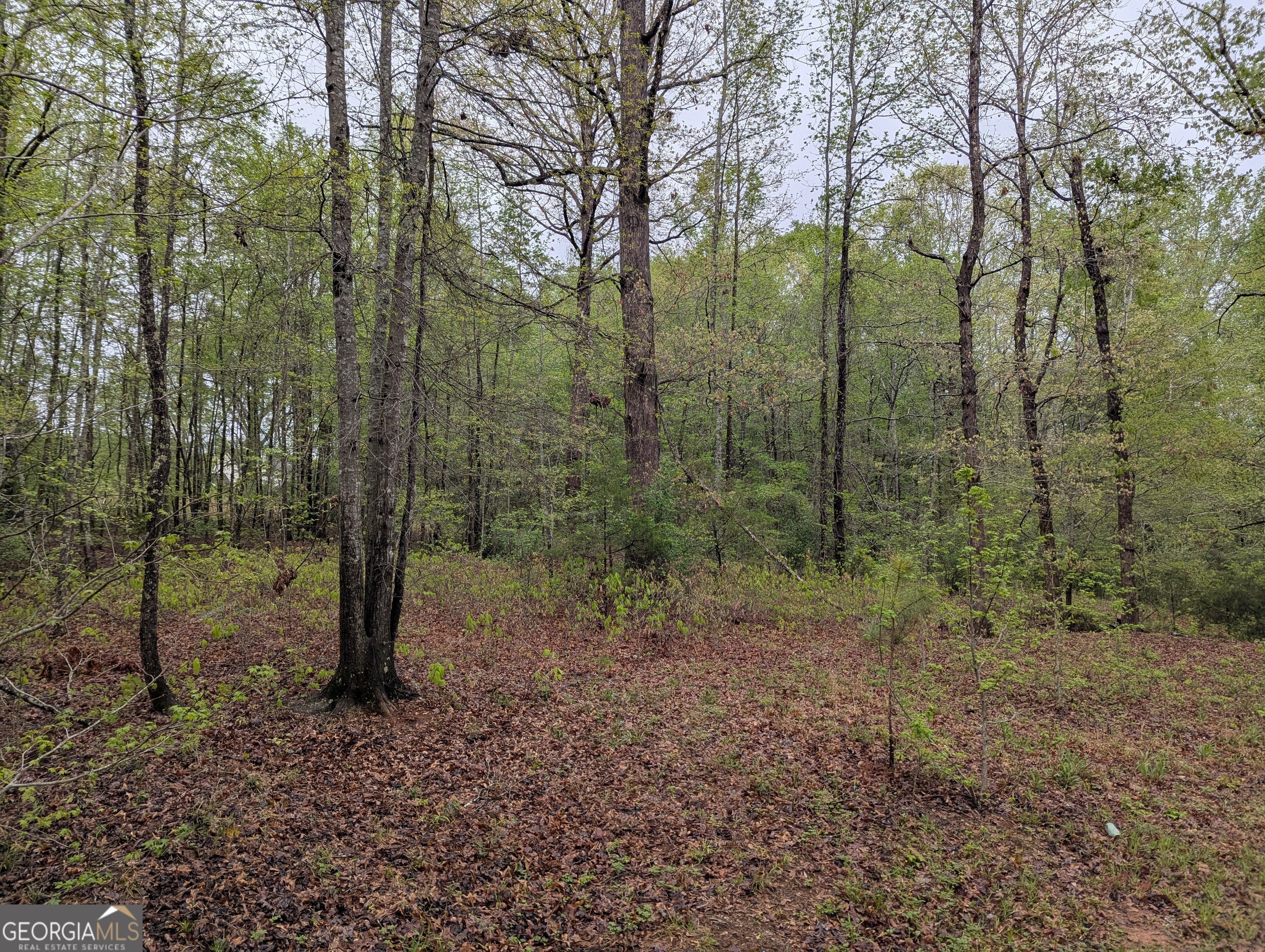 0 Fischer Spur Newnan, GA 30265 - Photo 3 of 5 a view of a forest with trees