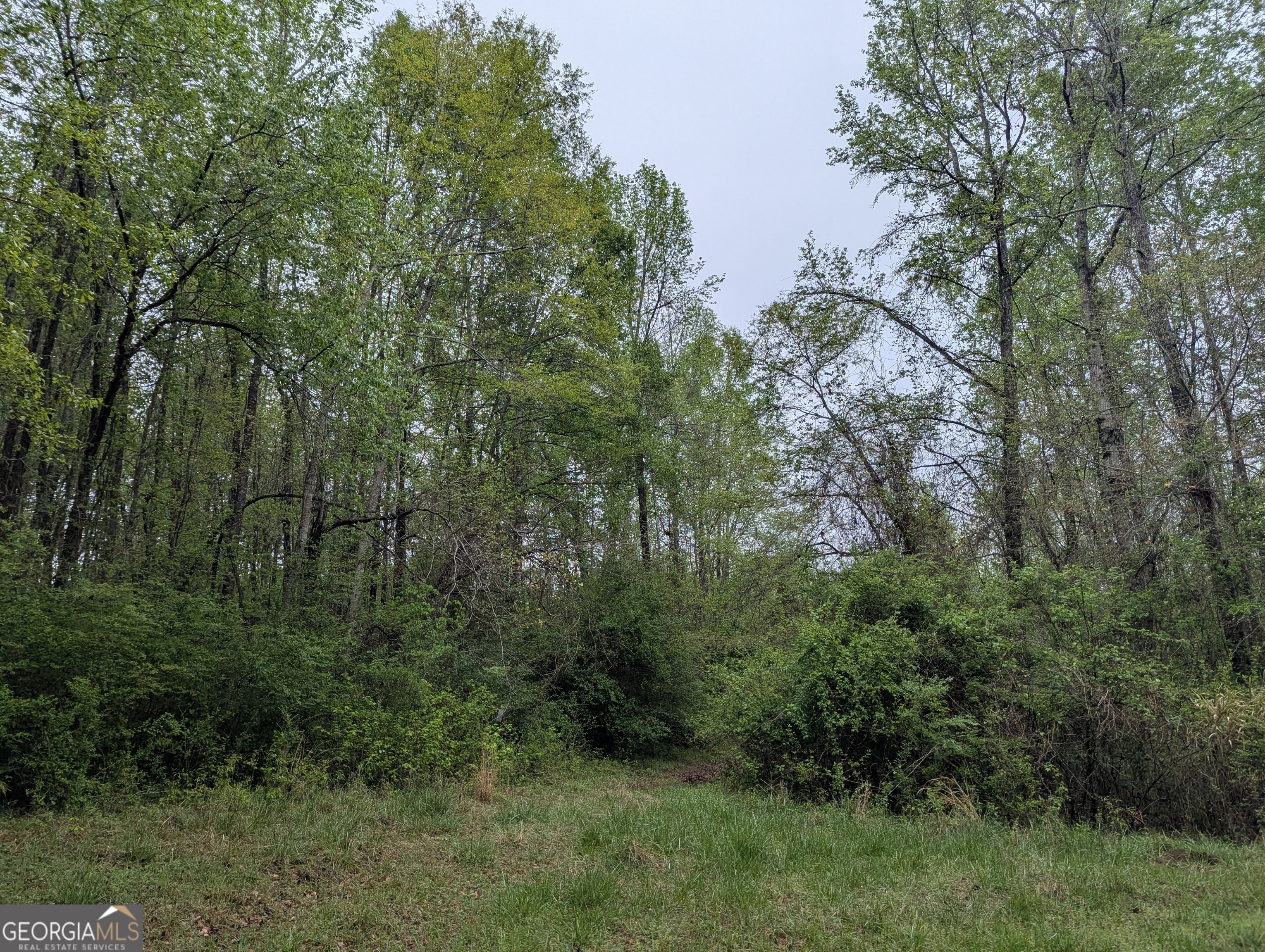 0 Fischer Spur Newnan, GA 30265 - Photo 4 of 5 a view of a lush green forest with lots of trees