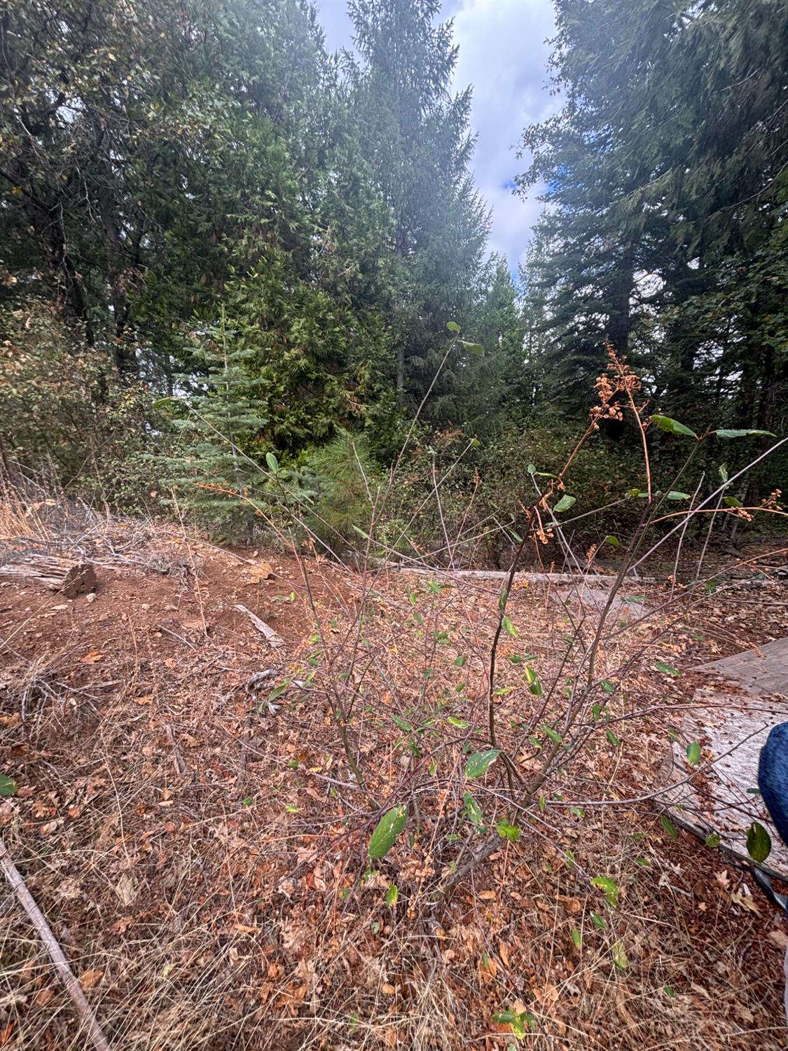 23324 Banner Quaker Hill Road Nevada City, CA 95959 - Photo 10 of 13 a view of backyard with green space