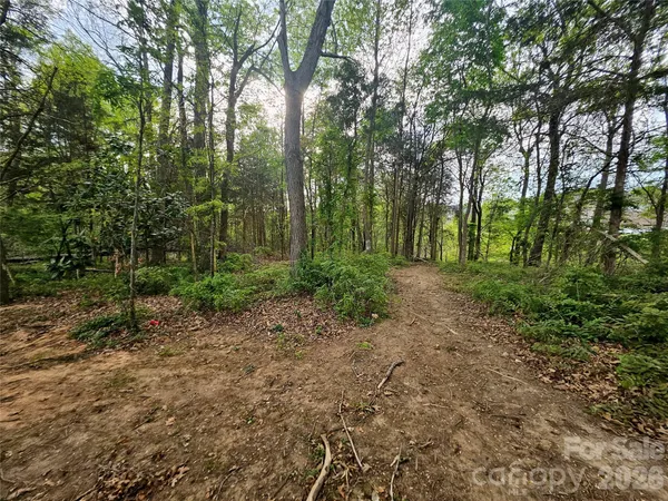 a view of a forest with trees in the background