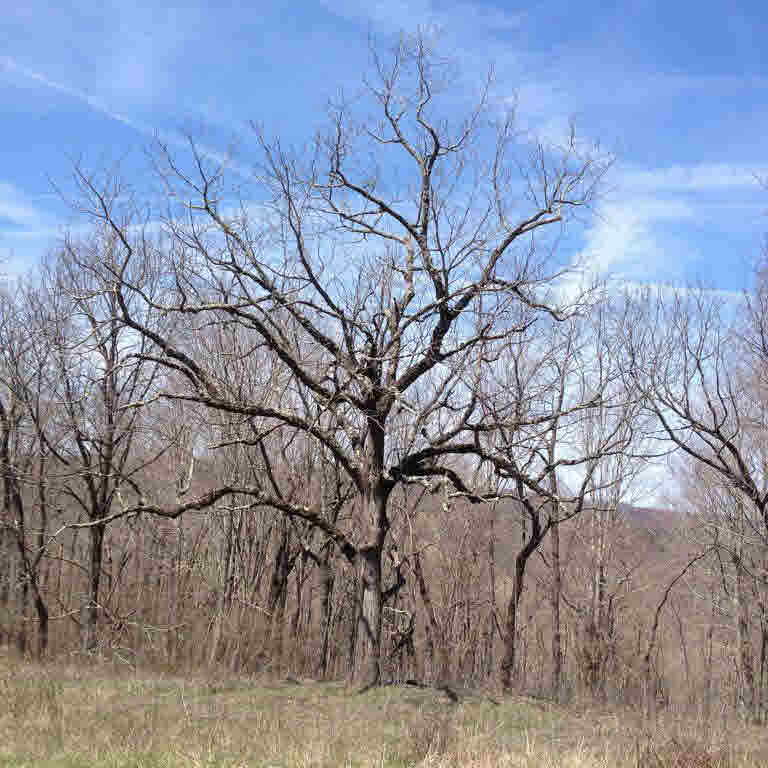 0 Poorhouse Farm Road North Amherst, VA 24521 - Photo 3 of 5 Gallery Image 3