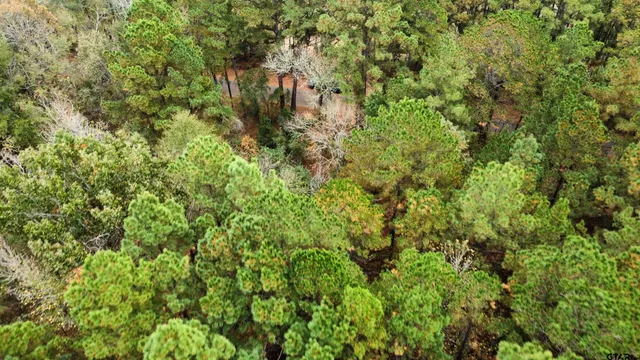 a view of a lush green forest
