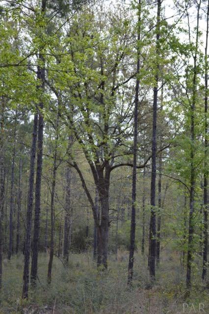Lot 42 Wallace Lake Road Pace, FL 32571 - Photo 5 of 17