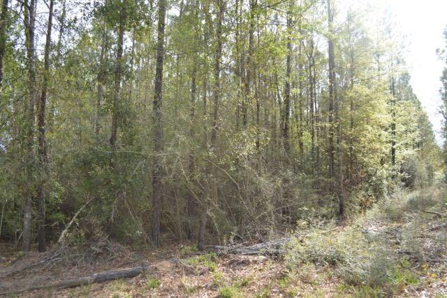 Lot 42 Wallace Lake Road Pace, FL 32571 - Photo 9 of 17
