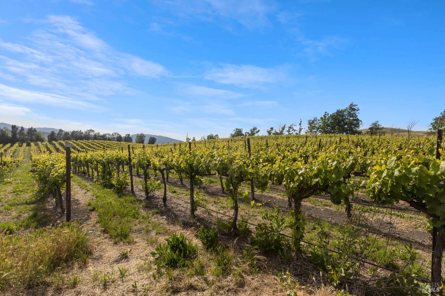 3001 Sears Point Road Sonoma, CA 95476 - Photo 51 of 52 a view of a lake with a garden