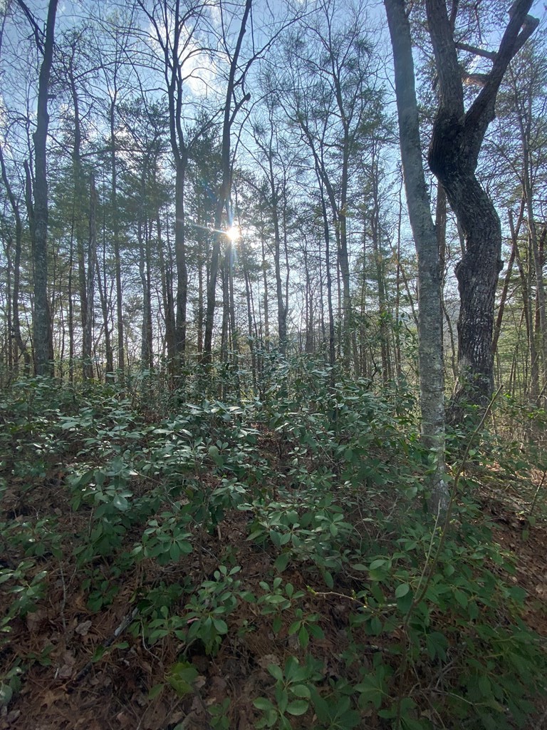 96 Whetstone Road Sevierville, TN 37862 - Photo 9 of 20