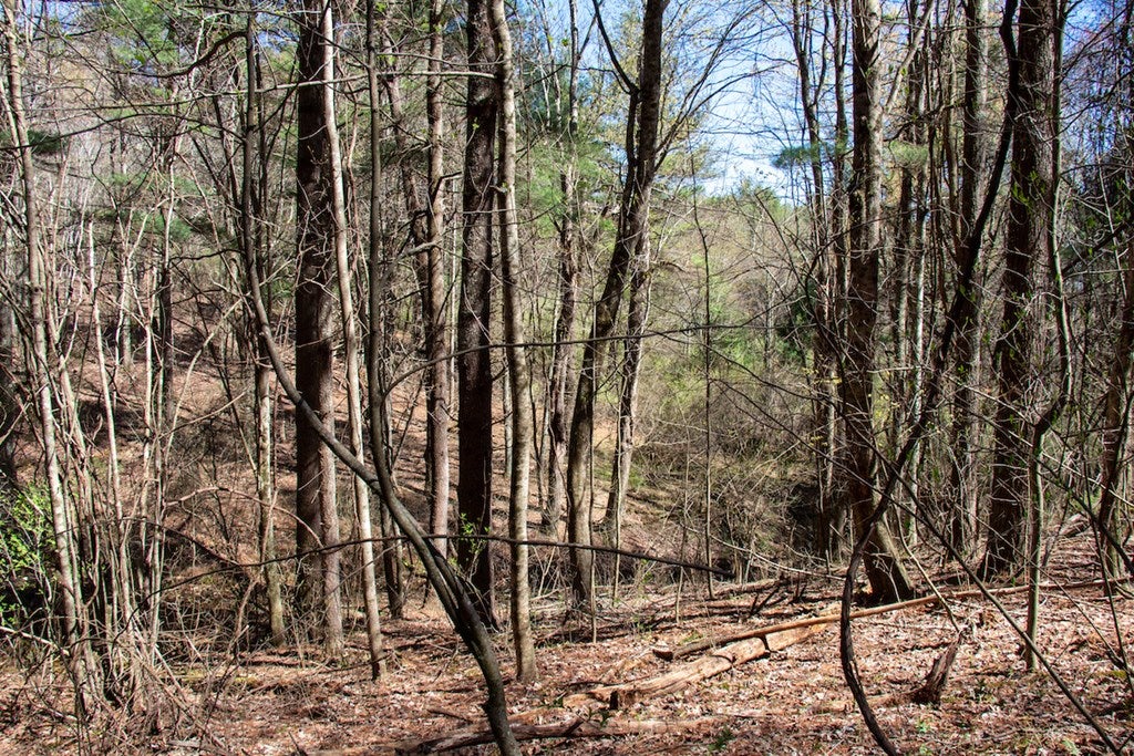 Reedsville Road Northwest Floyd, VA 24091 - Photo 23 of 31 Gallery Image 23
