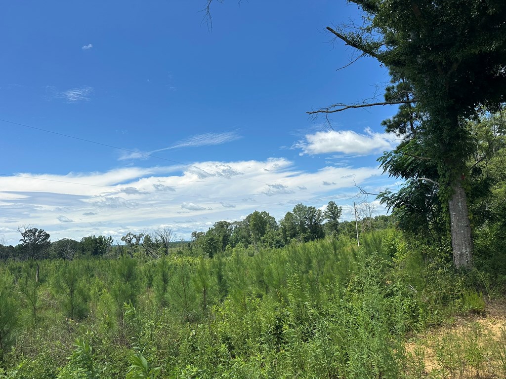 250 Adams Mill Road Clayton, AL 36016 - Photo 15 of 74