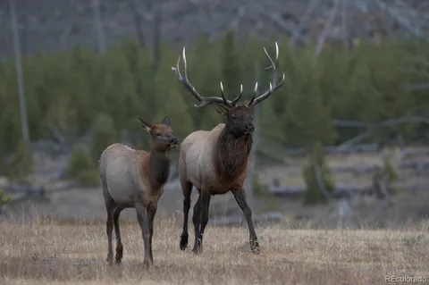 $565,000 | 3325 Timbergate Trail, Evergreen, CO 80439