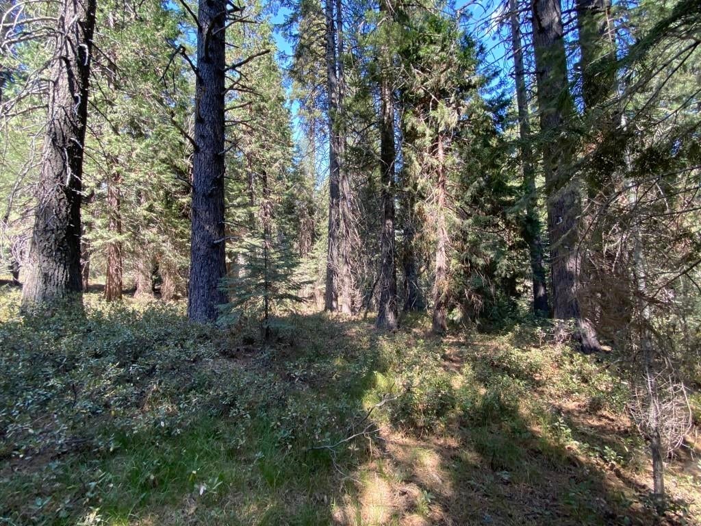 3-i-1 Red Fir Road McCloud, CA 96057 - Photo 4 of 12 Gallery Image 4