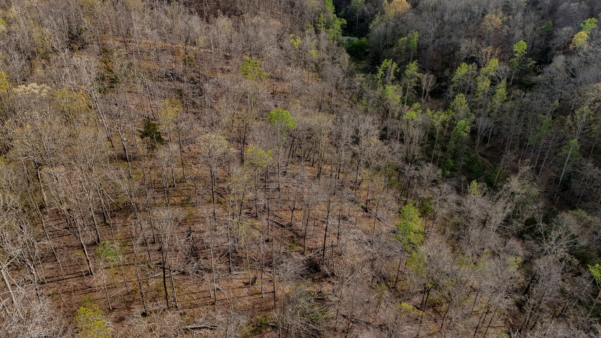 1755 Williams Road Centerville, TN 37033 - Photo 20 of 24 a view of a dry yard
