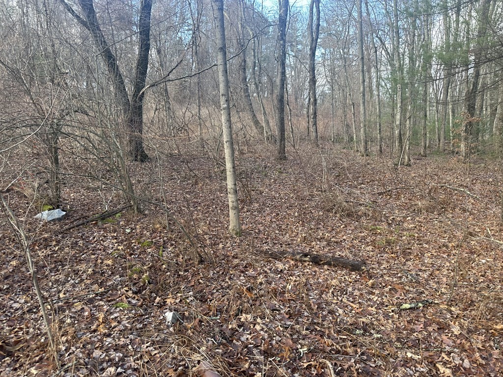 32 Sheep Pasture Road Southwick, MA 01077 - Photo 5 of 14 a view of a yard with large trees