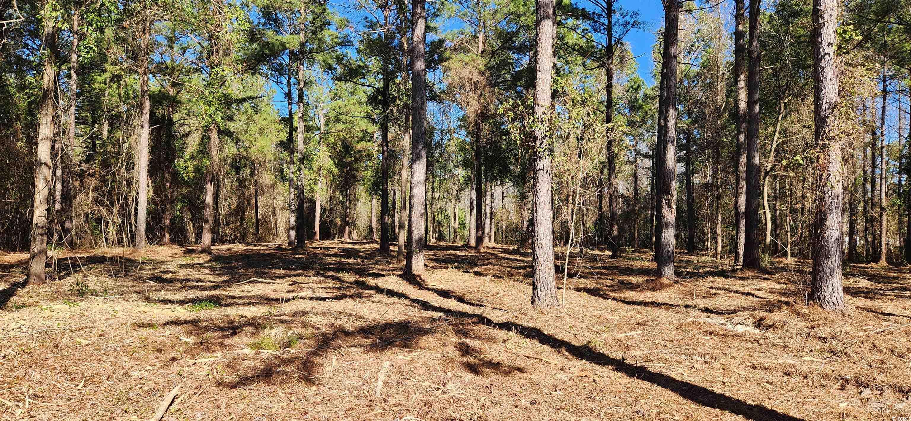 2759 Hagan Road Loris, SC 29569 - Photo 2 of 4 View of nature