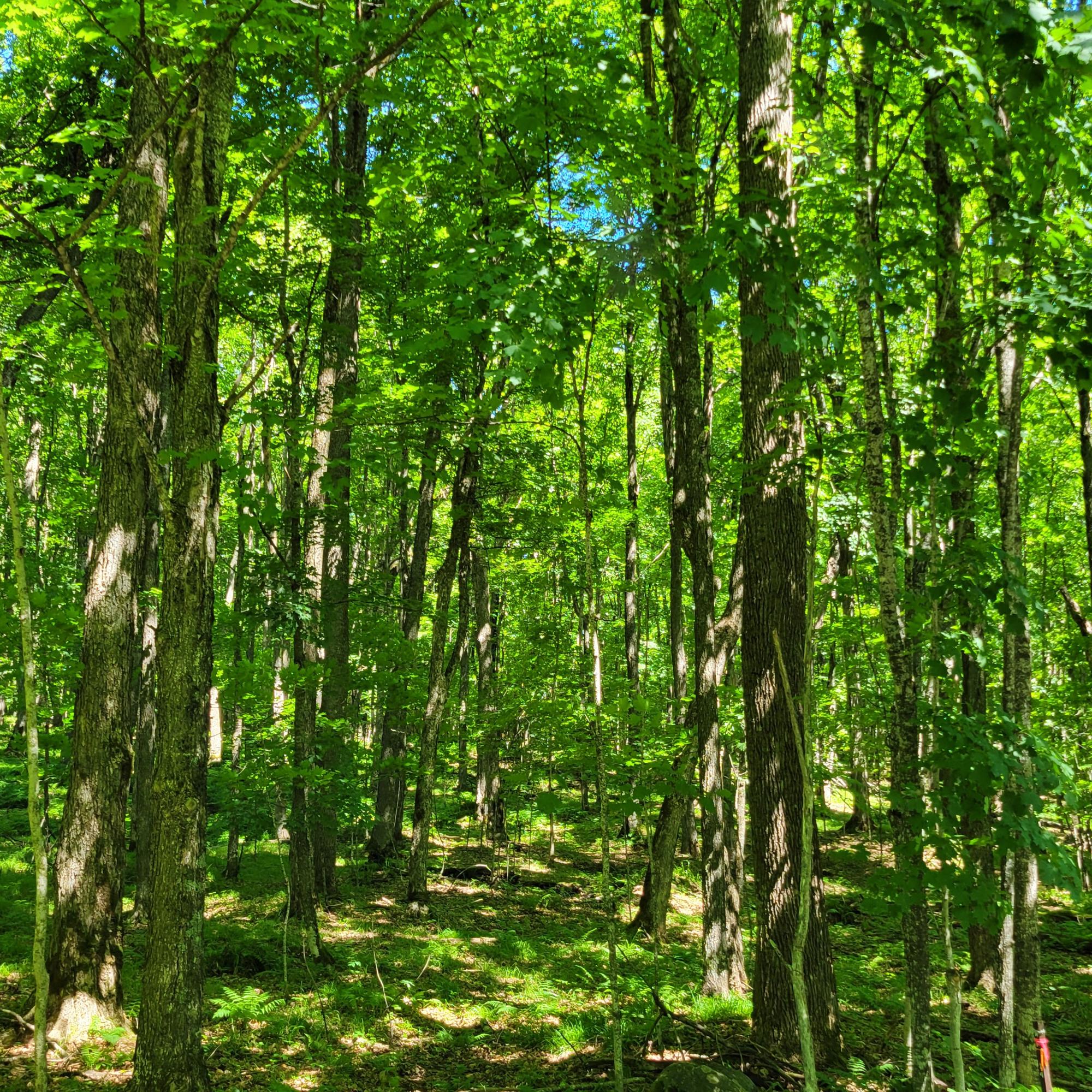 Lot 14 Red Fox Road Presque Isle, WI 54557 - Photo 14 of 17 Gallery Image 14