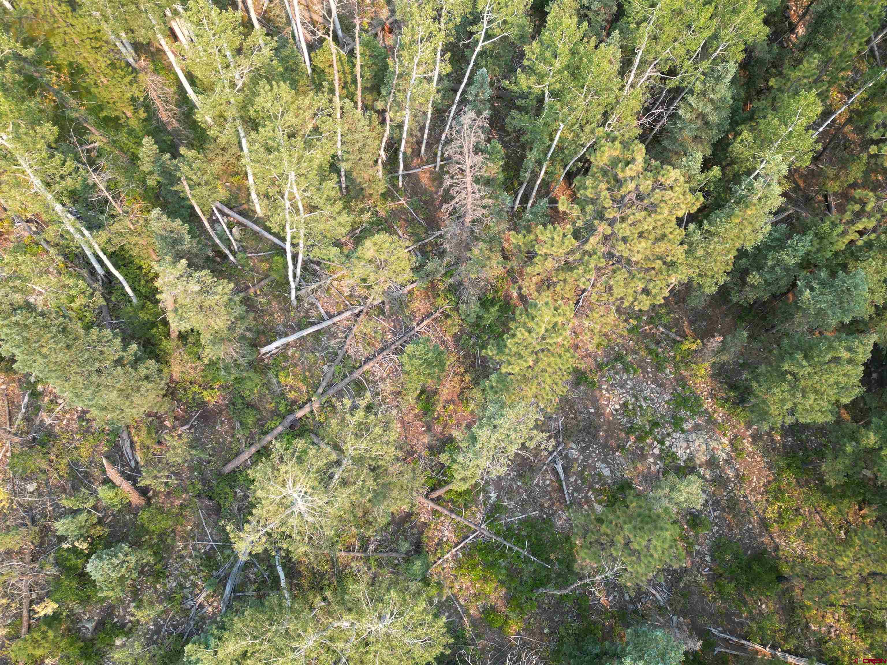 a backyard of a house with lots of trees