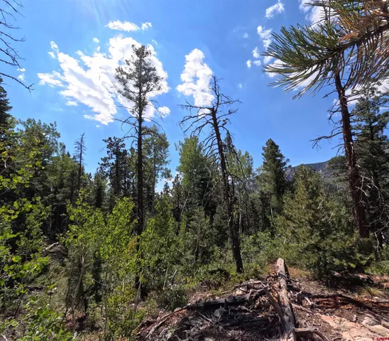 a view of a tree with a yard