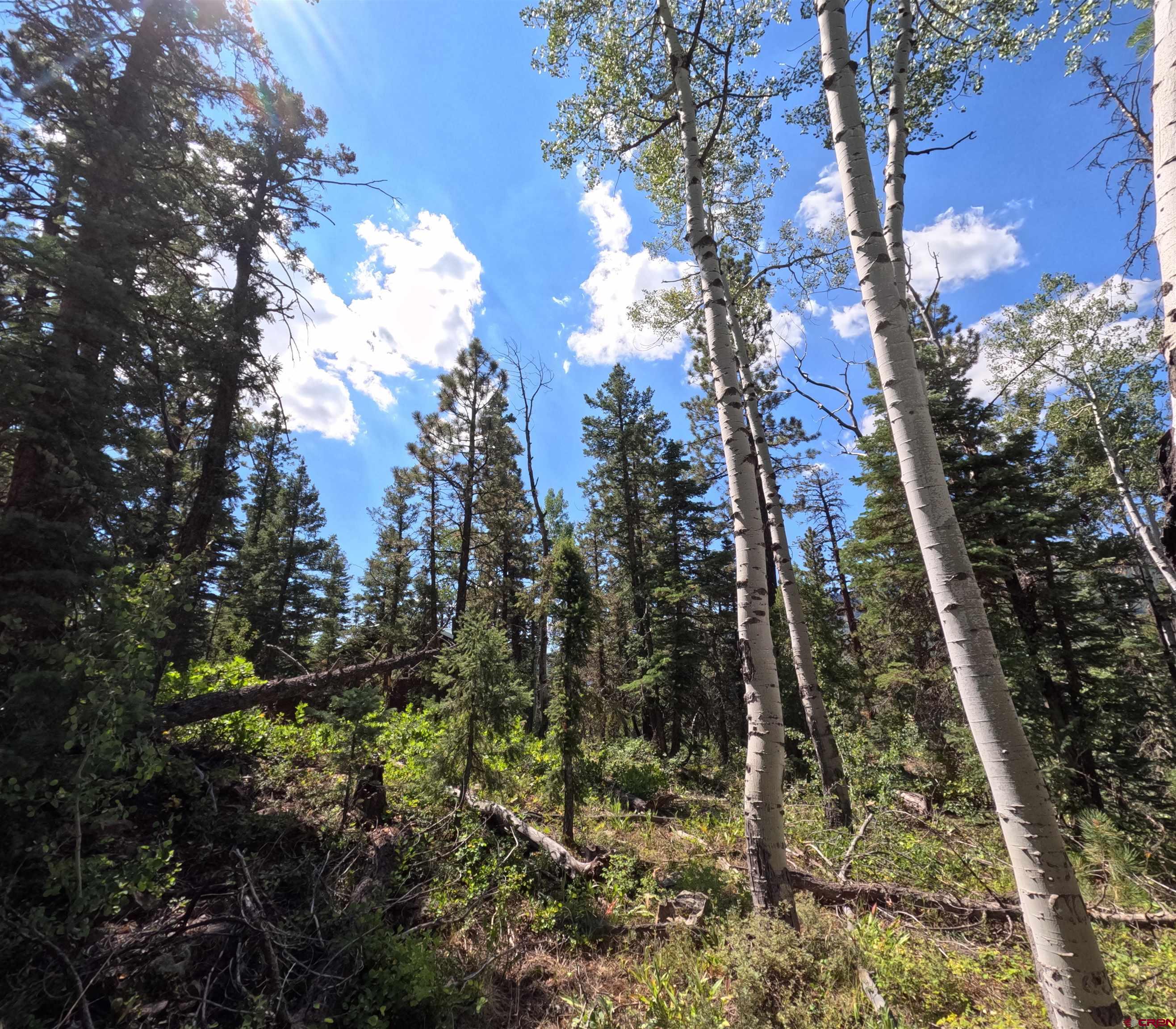 48 Ponderosa Way Durango, CO 81301 - Photo 16 of 24 a view of a forest