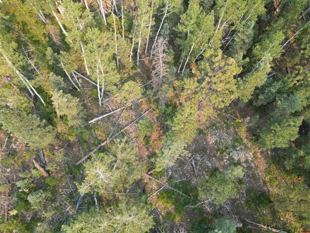 a backyard of a house with lots of trees