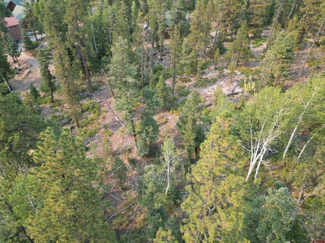 a close up of a plant