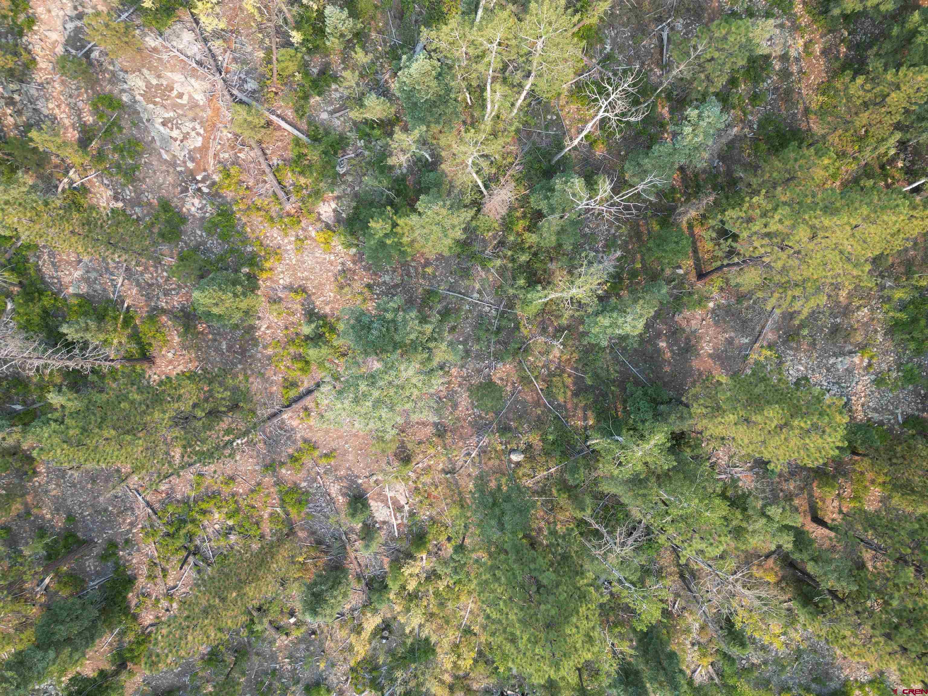 48 Ponderosa Way Durango, CO 81301 - Photo 5 of 24 a view of a yard with a tree