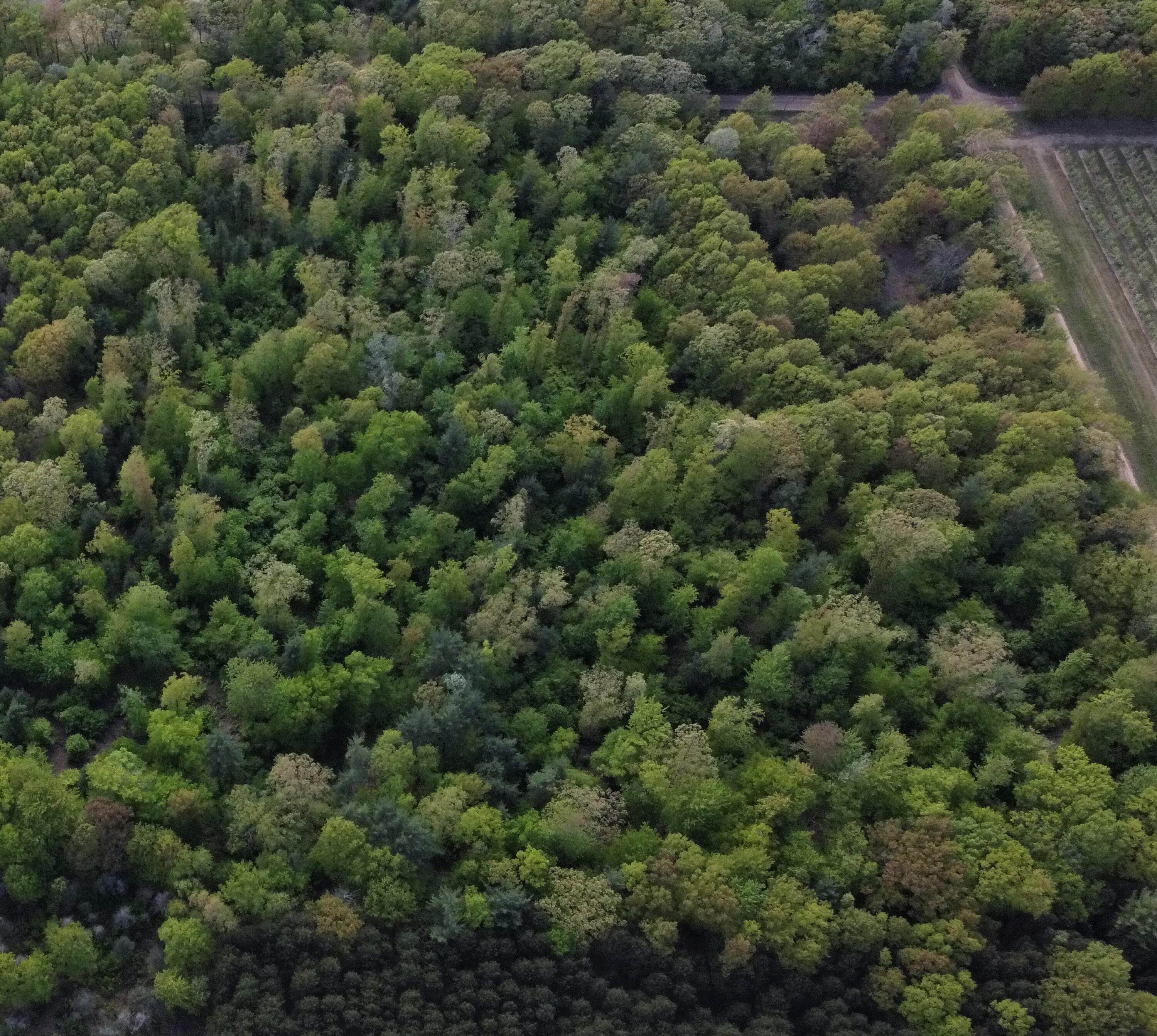 West Woodrow Road Shelby, MI 49455 - Photo 8 of 12 someofparcelabc