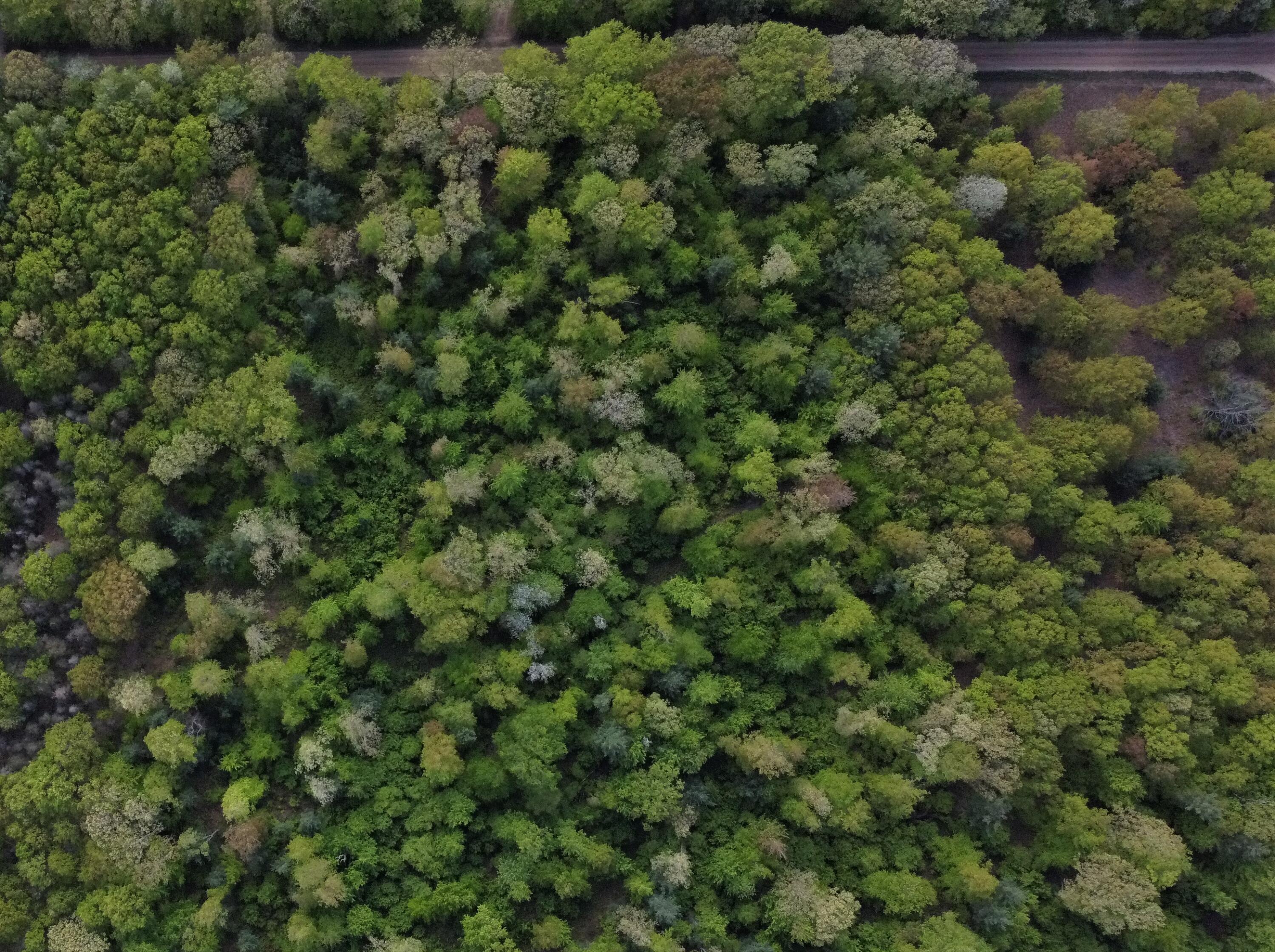 West Woodrow Road Shelby, MI 49455 - Photo 9 of 12 someofparcelac