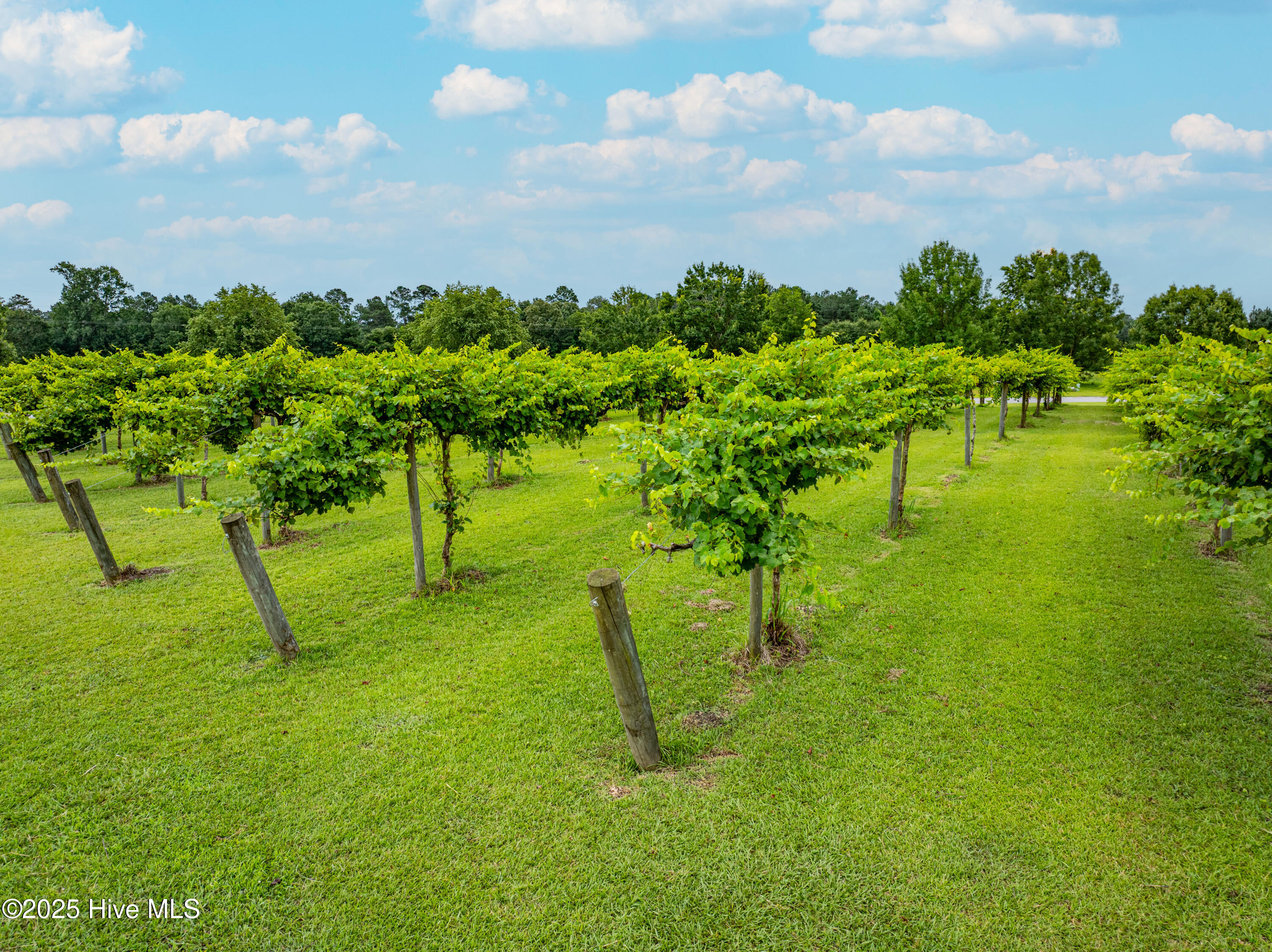 129 Cellars Way Wallace, NC 28466 - Photo 16 of 18 DJI_20250624123350_0020_D-Edit