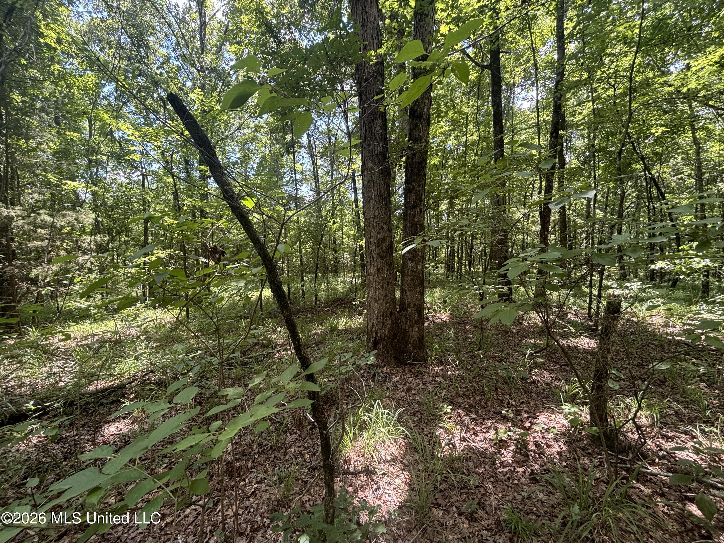 Firetower Road Camden, MS 39045 - Photo 6 of 12 IMG_4807