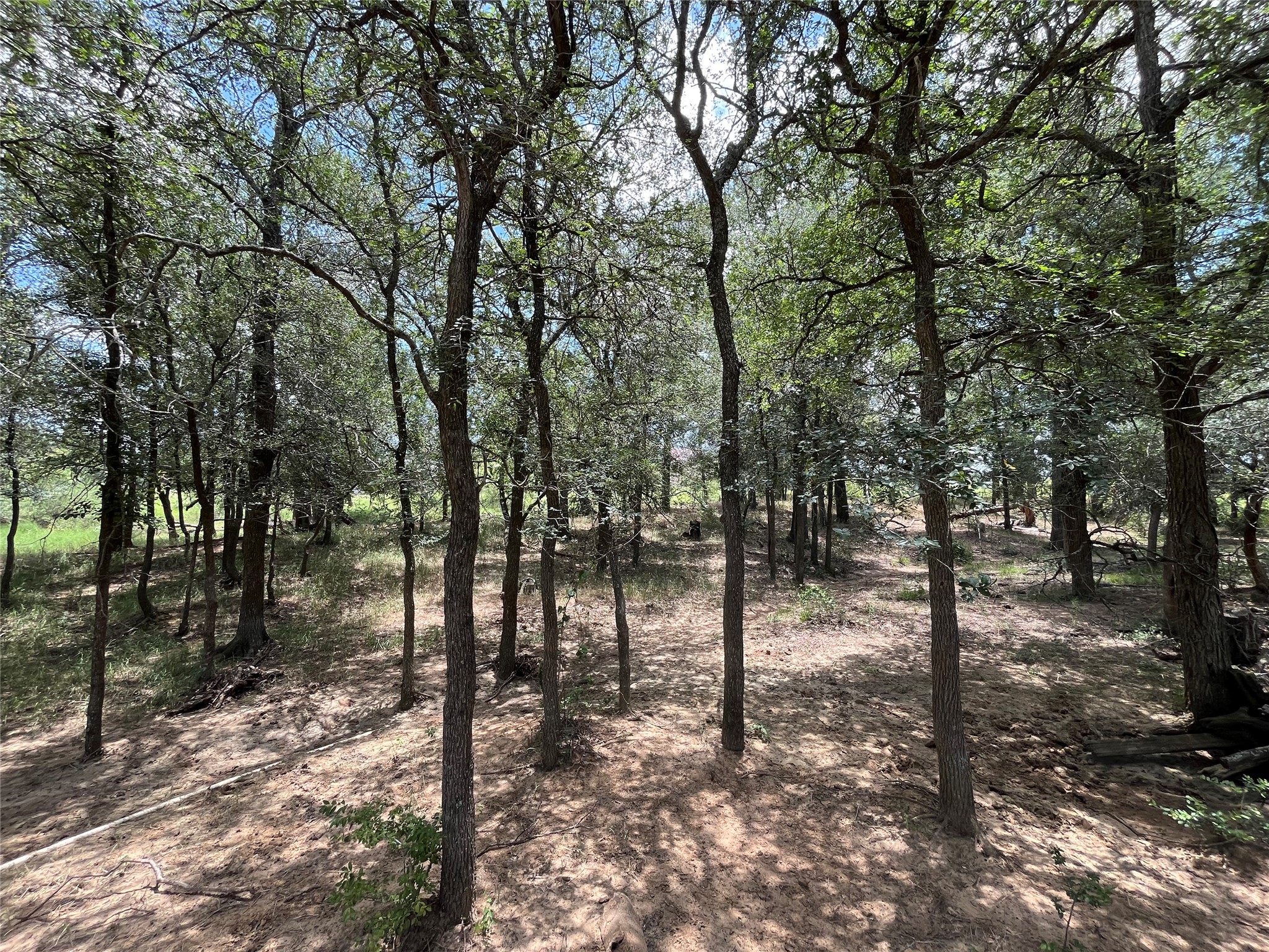 1026 Red Town Road Elgin, TX 78621 - Photo 17 of 20 a view of a forest filled with trees