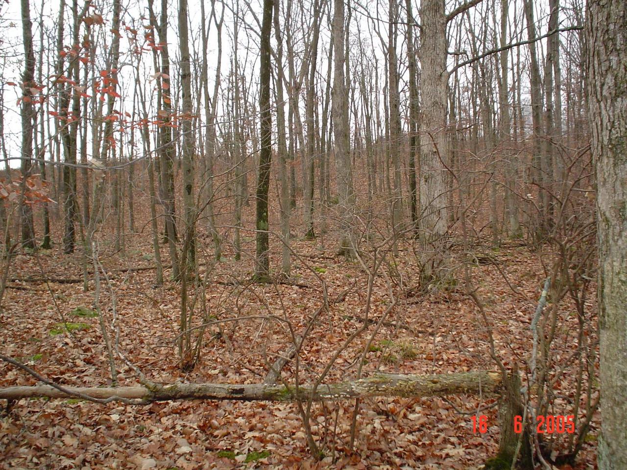 2509 Inverhouse Road Henryville, PA 18332 - Photo 3 of 6 a view of wooden walls