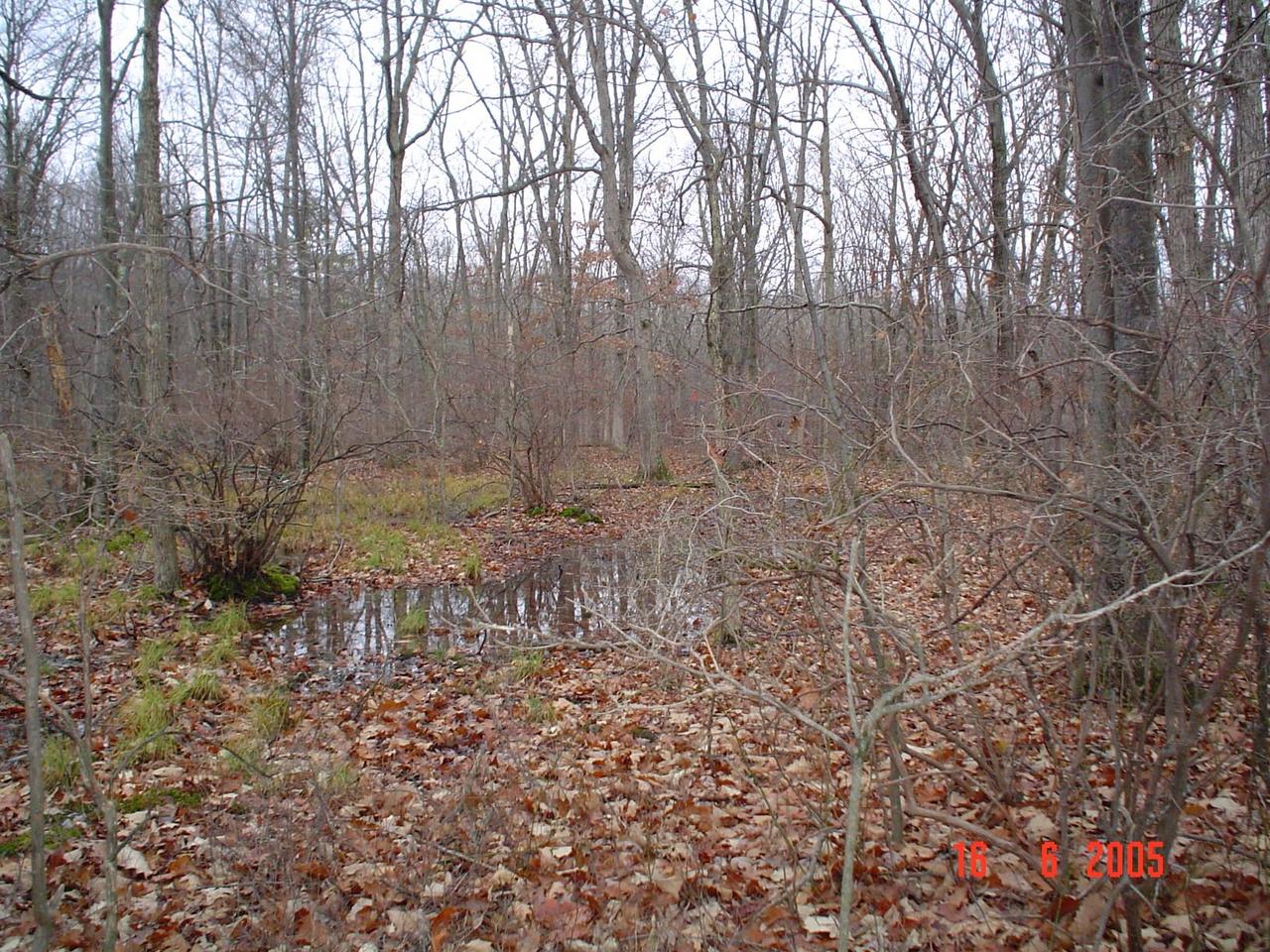 2509 Inverhouse Road Henryville, PA 18332 - Photo 4 of 6 a view of a yard with large trees