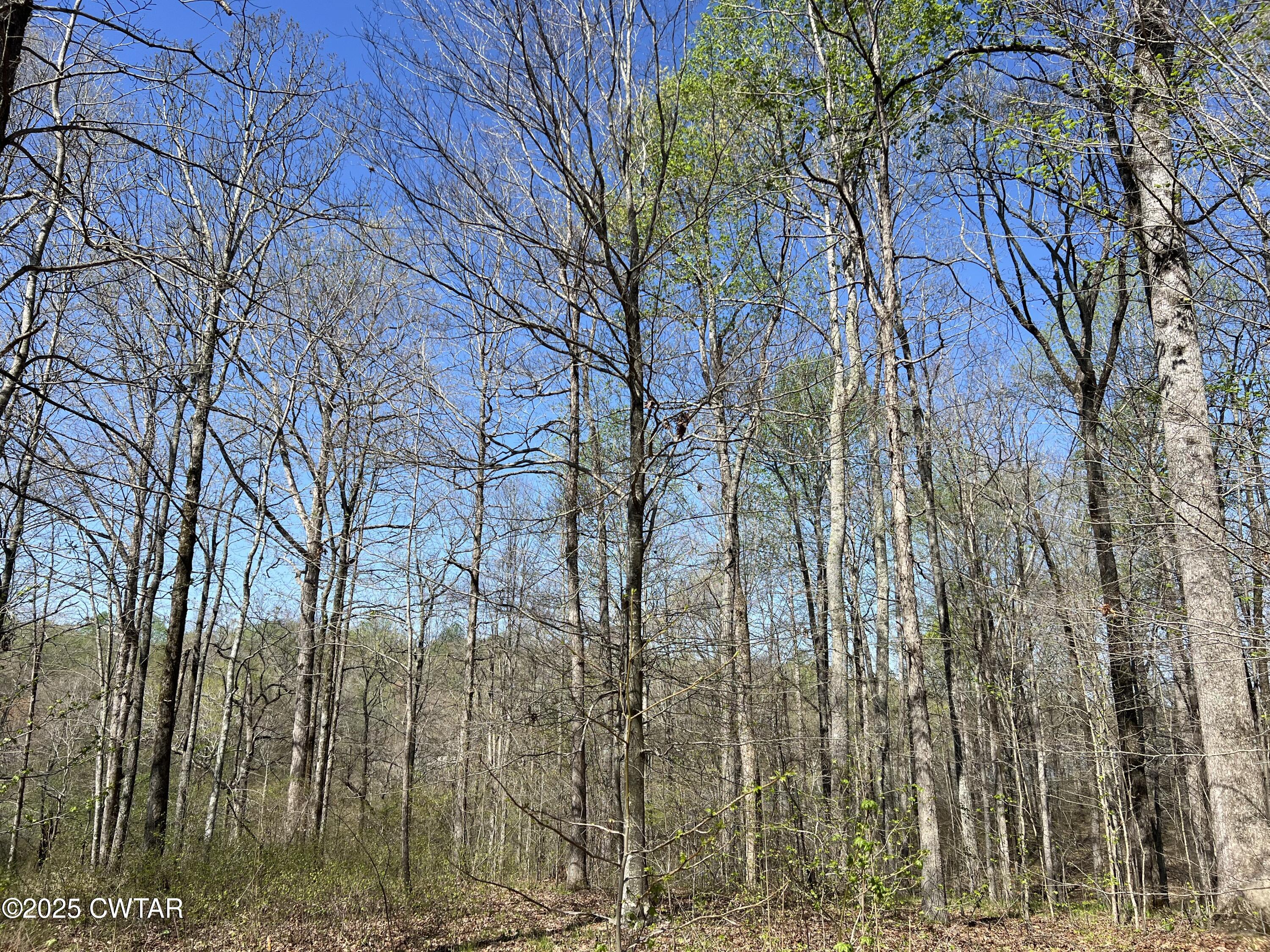 1240 Strike King Drive Cedar Grove, TN 38321 - Photo 11 of 16 a backyard of a house with lots of green space