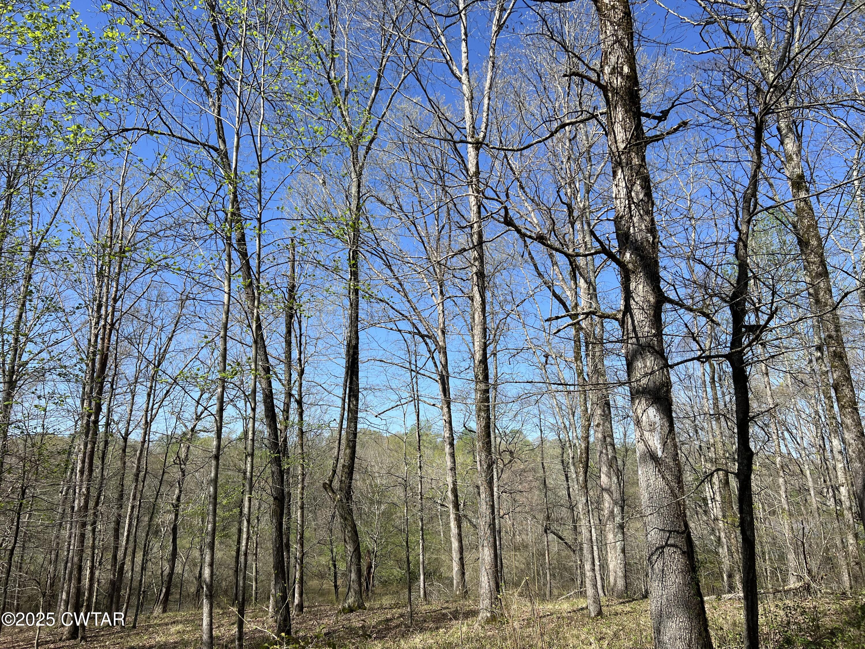 1240 Strike King Drive Cedar Grove, TN 38321 - Photo 12 of 16 a backyard of a house with lots of green space