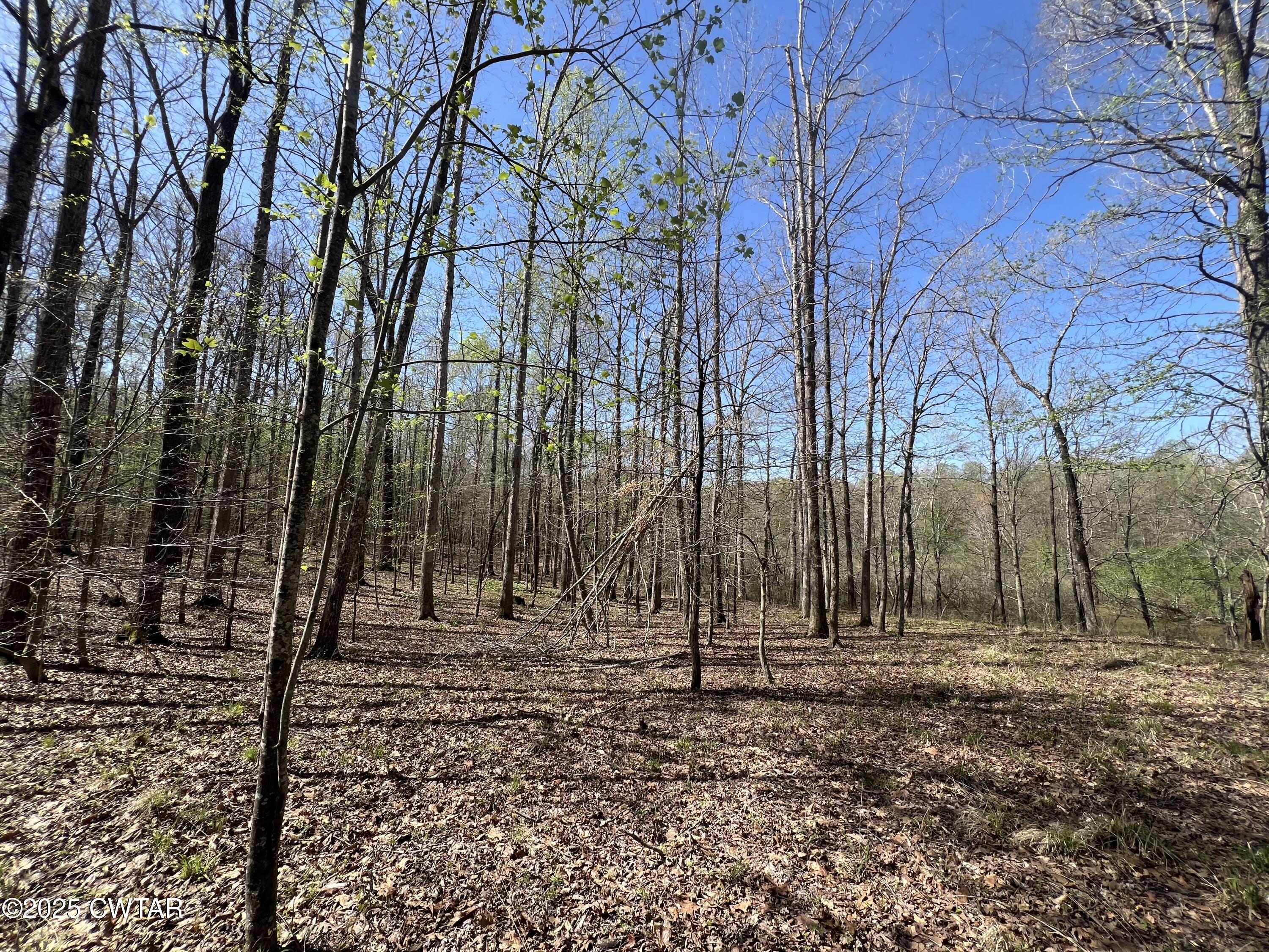 1240 Strike King Drive Cedar Grove, TN 38321 - Photo 13 of 16 a backyard of a house with lots of green space