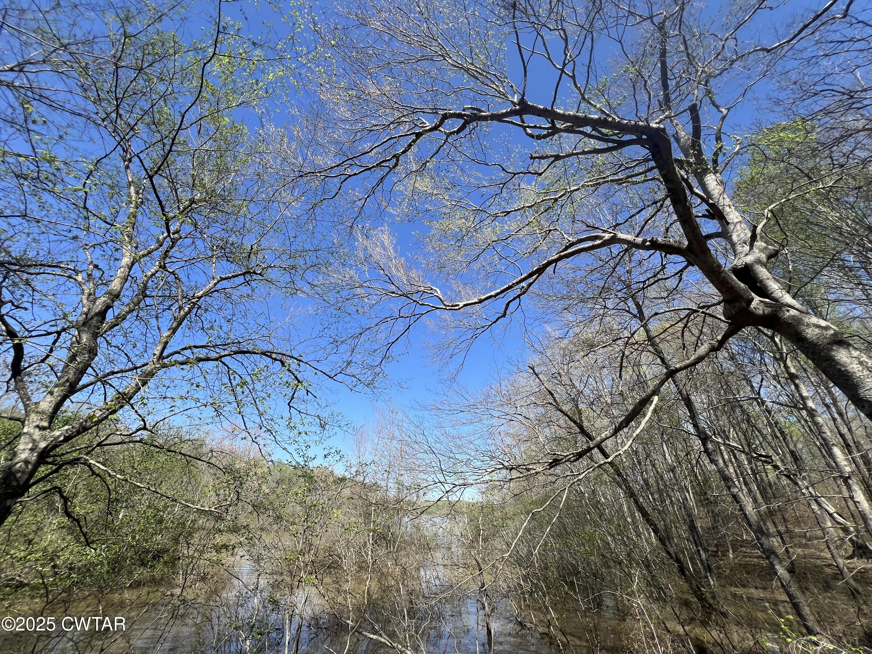 1240 Strike King Drive Cedar Grove, TN 38321 - Photo 3 of 16 a view of a yard with a tree
