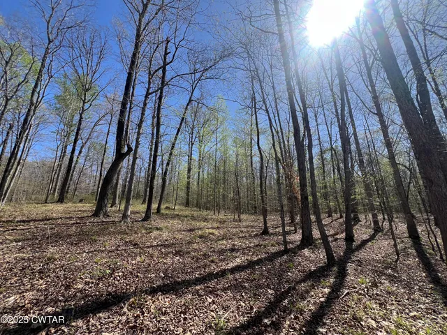 a view of a backyard with trees