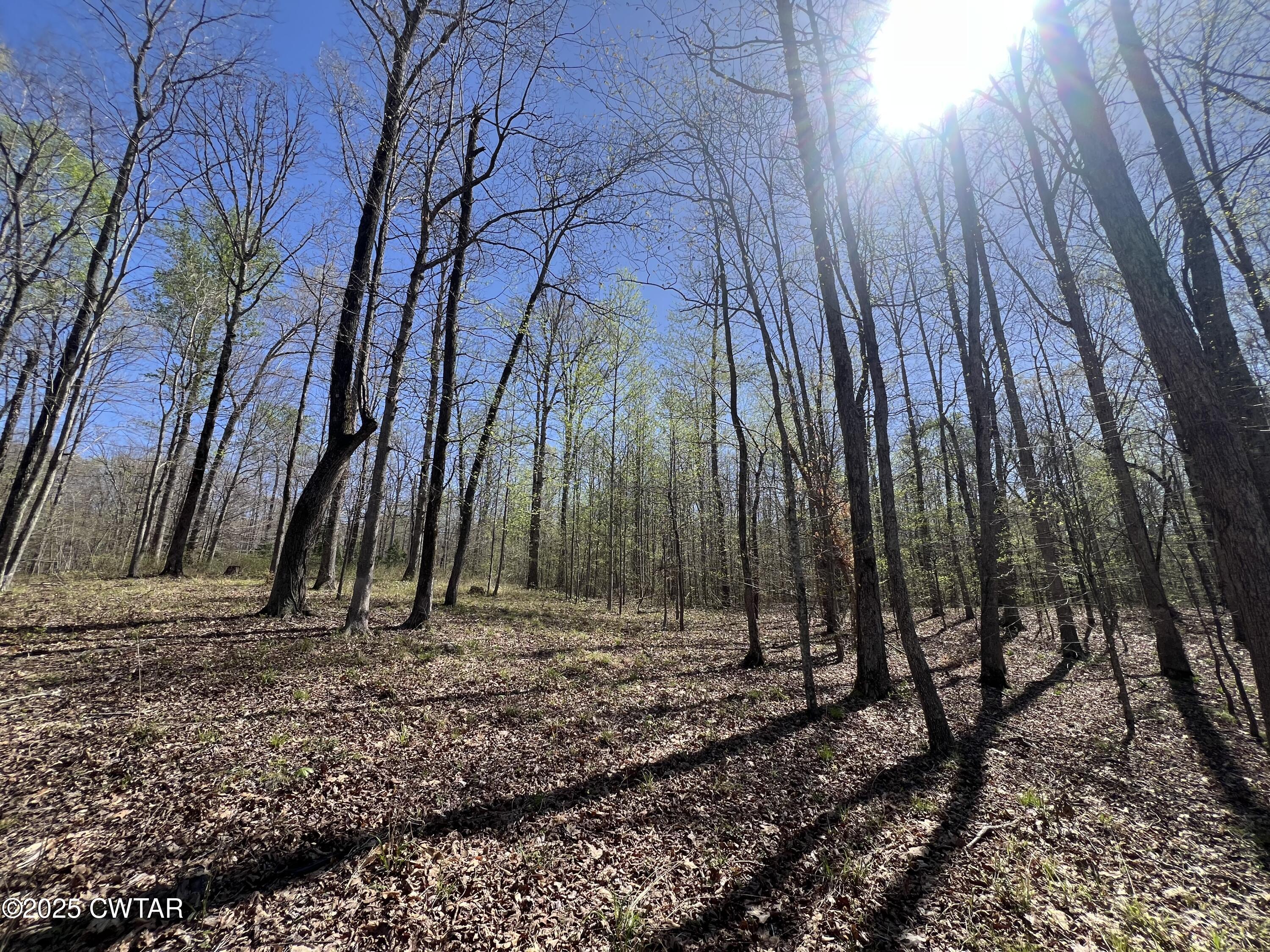 1240 Strike King Drive Cedar Grove, TN 38321 - Photo 7 of 16 a view of a backyard with trees