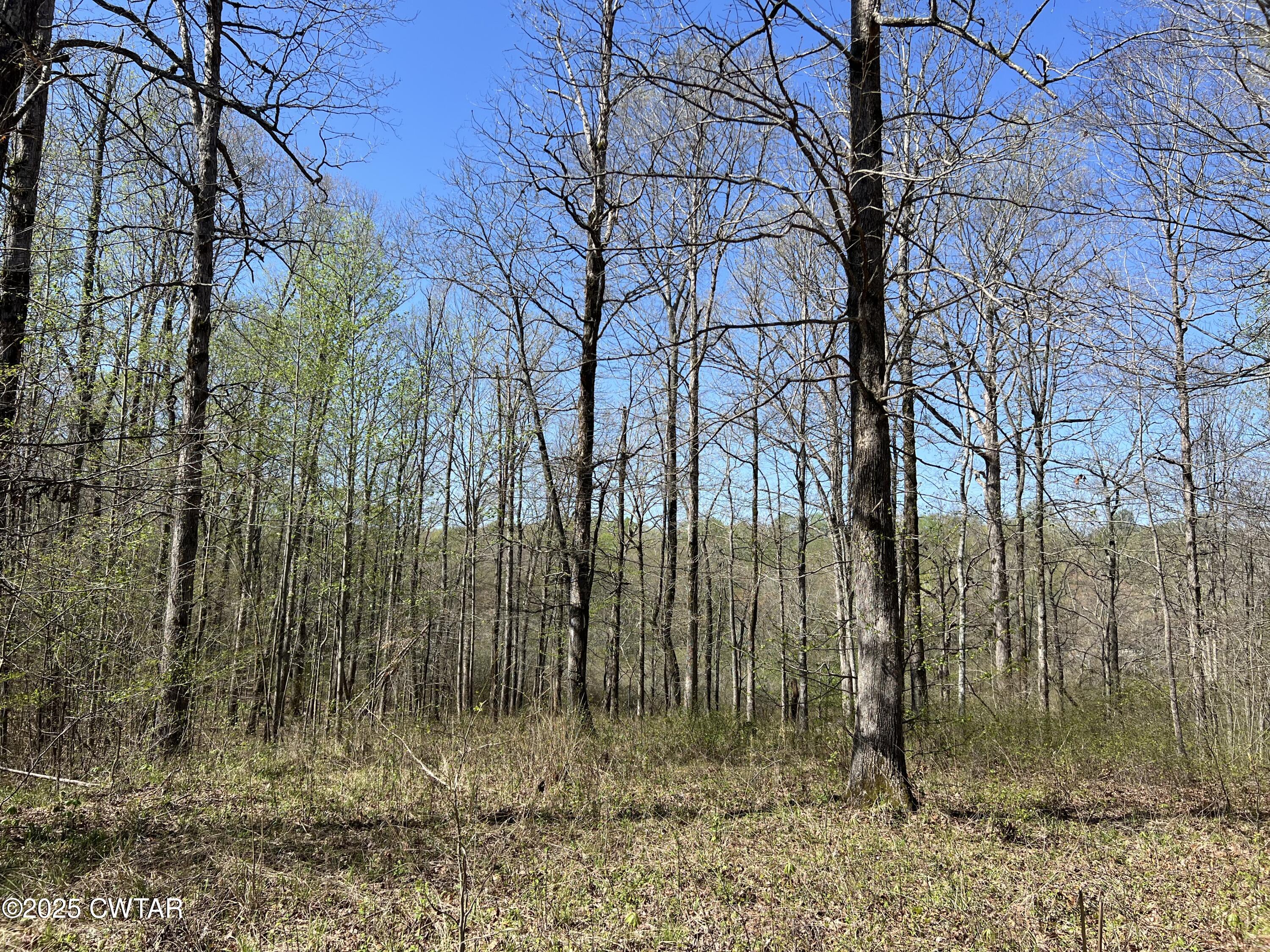 1240 Strike King Drive Cedar Grove, TN 38321 - Photo 8 of 16 a view of forest