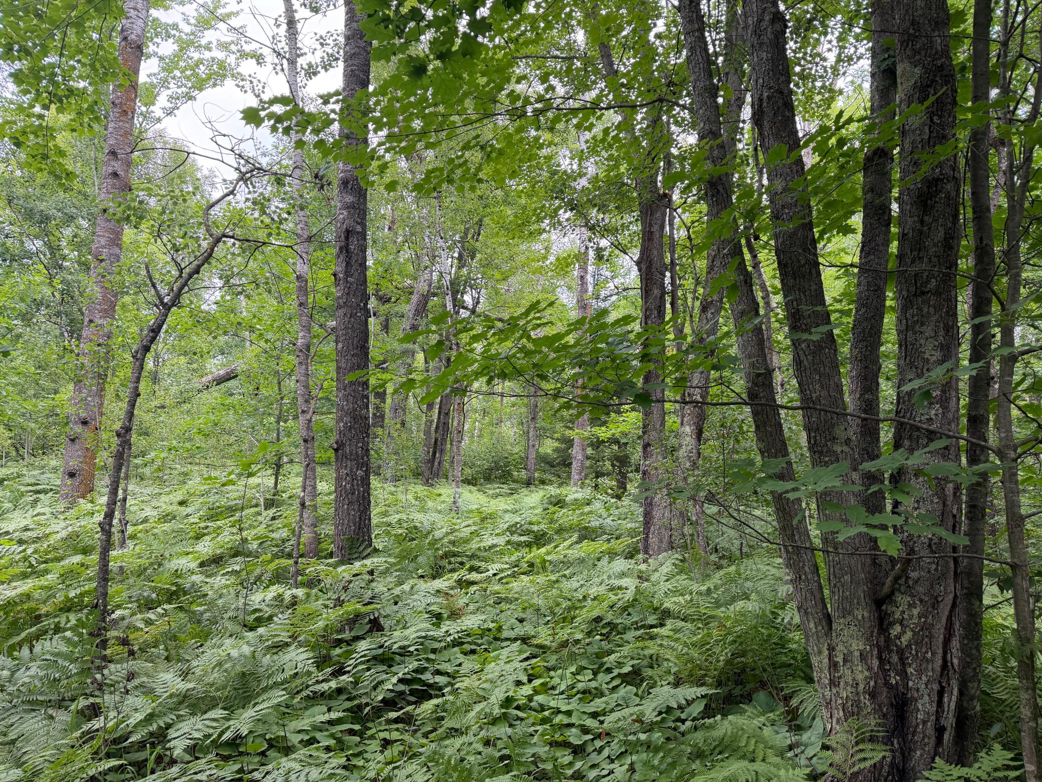 Tbd Shady Pine Road Bruno, MN 55712 - Photo 7 of 16 Gallery Image 7