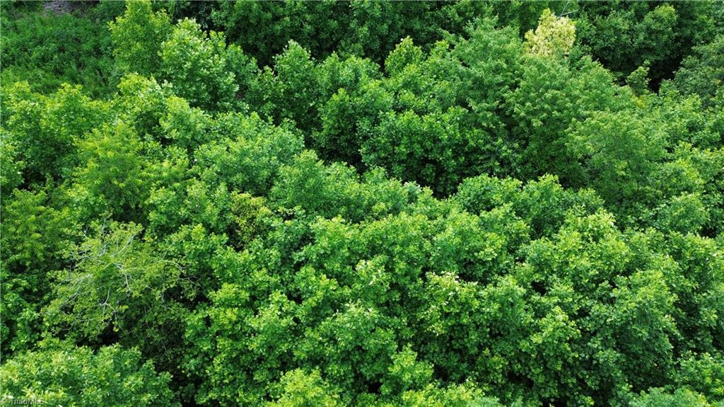 Tbd Tbd Bauguess Mill Road Traphill, NC 28685 - Photo 13 of 15