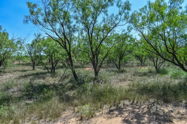 a view of a forest with trees in the background