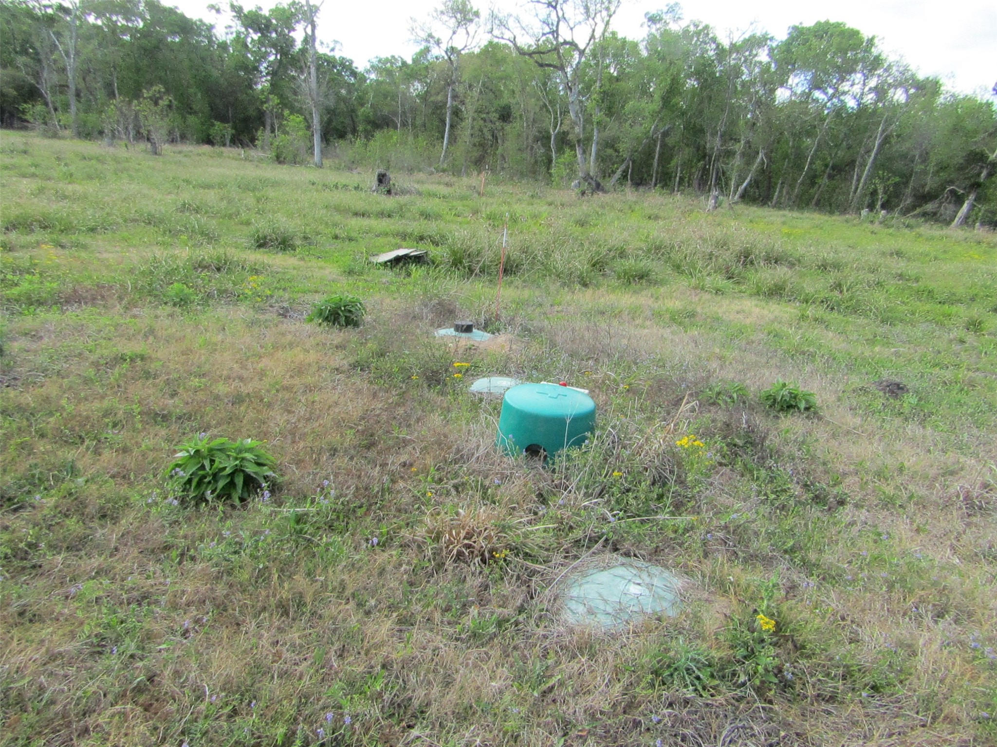 7072 County Road 3 Sweeny, TX 77480 - Photo 21 of 23 a view of a lush green forest with large trees