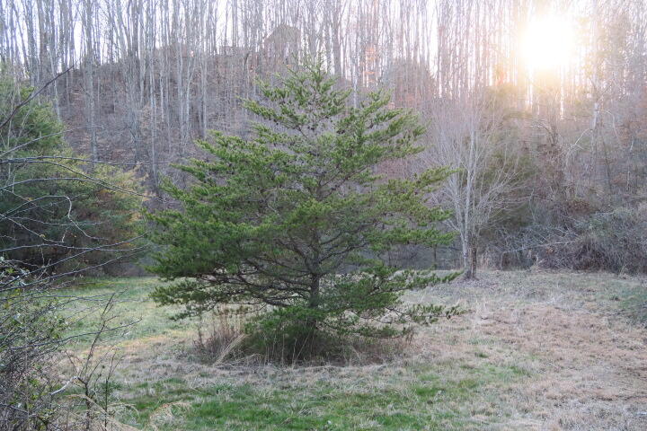 3726 Freels Road Friendsville, TN 37737 - Photo 14 of 26 IMG_0861