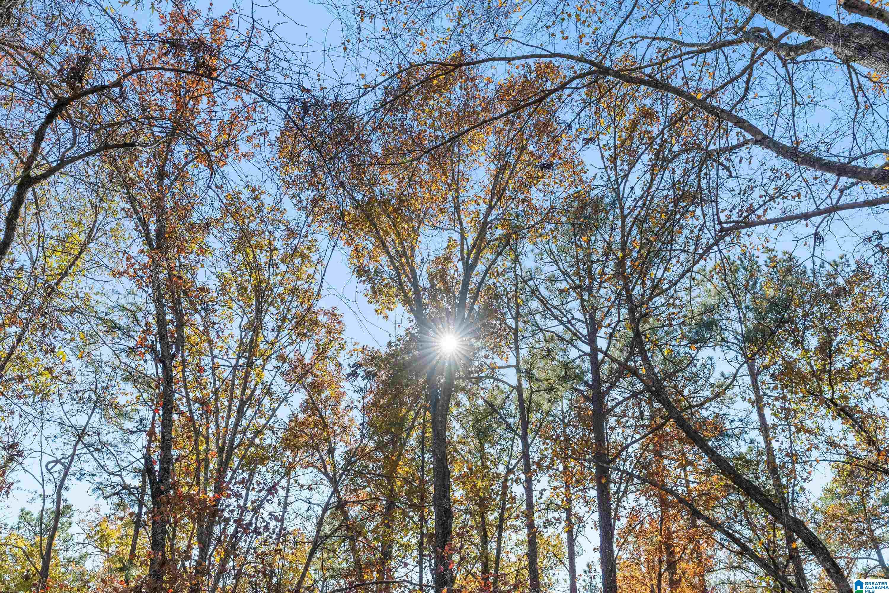 0 Pumpkin Hollow Road Sterrett, AL 35147 - Photo 7 of 55
