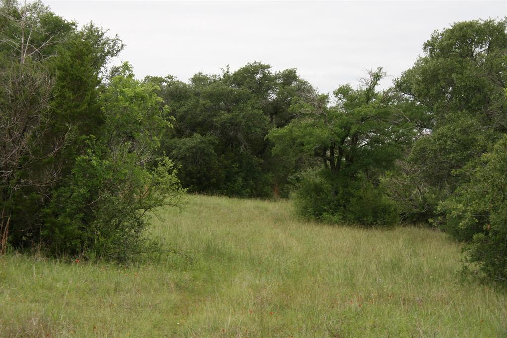 2701 Live Oak Road Santo, TX 76472 - Photo 12 of 39 Trees