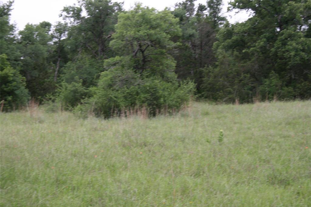 2701 Live Oak Road Santo, TX 76472 - Photo 13 of 39 Trees