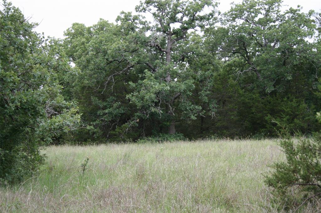 2701 Live Oak Road Santo, TX 76472 - Photo 10 of 39 Trees