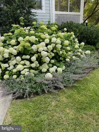 a view of a garden with flowers