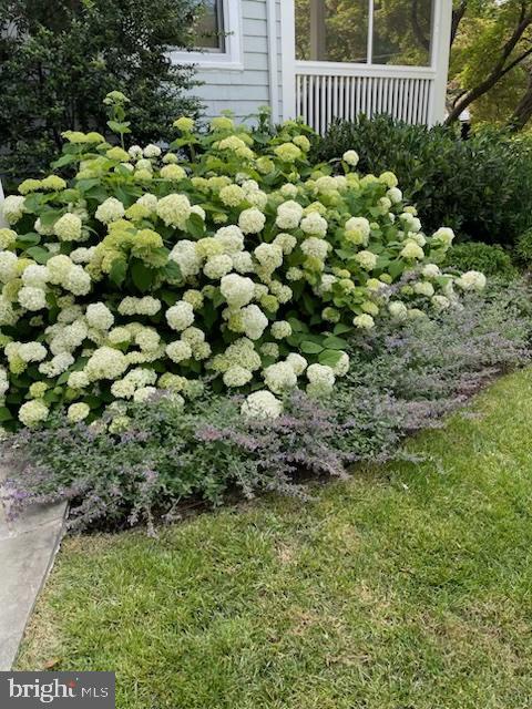 6815 Delaware Street Chevy Chase, MD 20815 - Photo 24 of 29 a view of a garden with plants