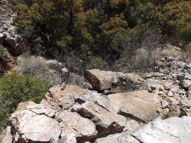 a view of a yard with plants and large trees